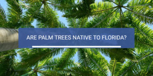 header image of palm trees for article