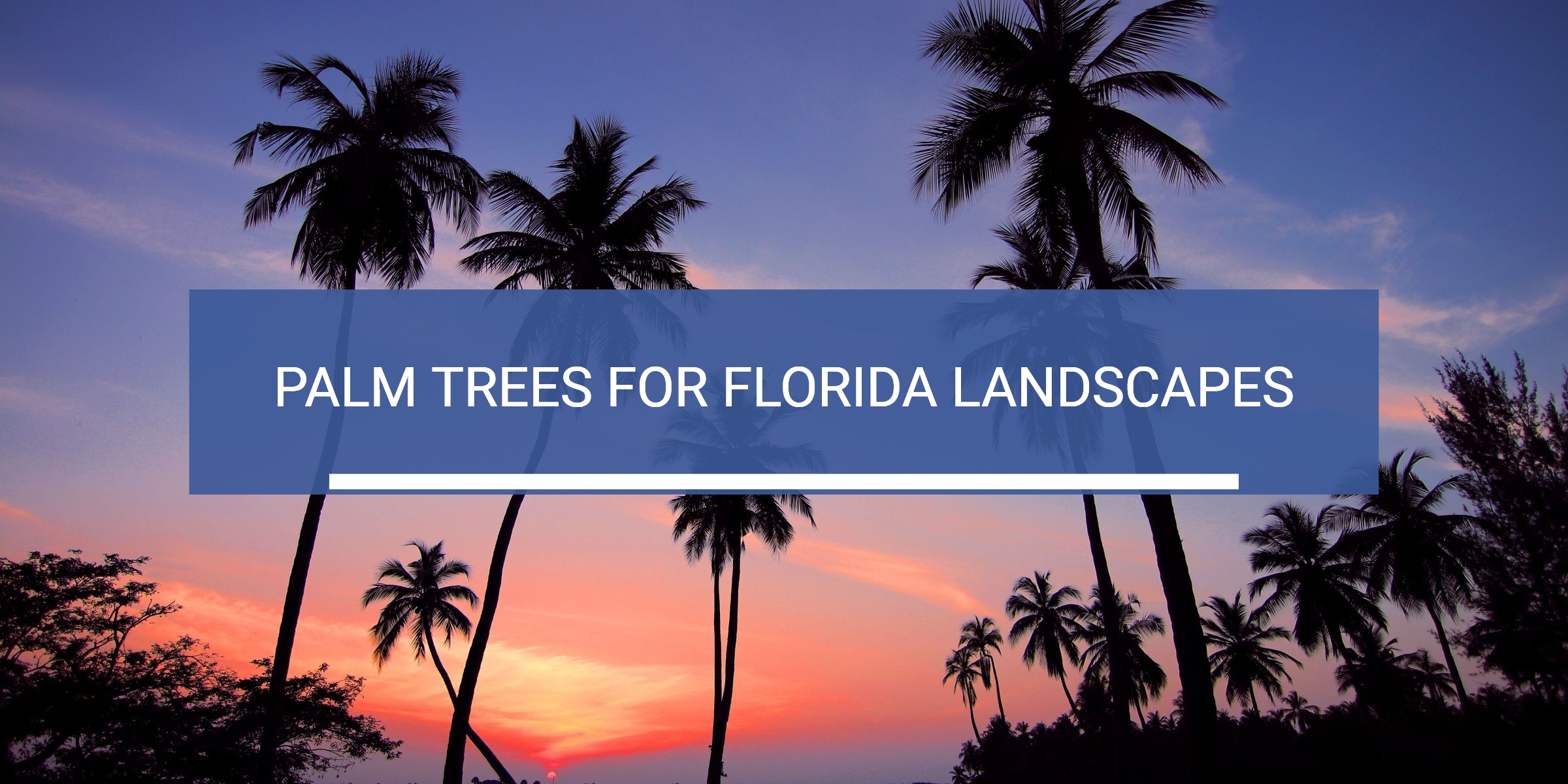 image of palm trees for florida landscaping article