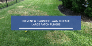 Lawn Disease Diagnosis and Prevention